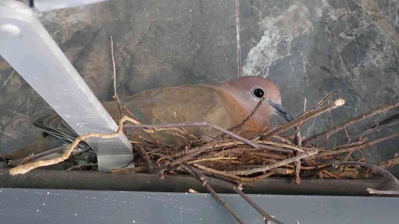 Öğrencilerin ‘kumru yuvası’ hassasiyeti
