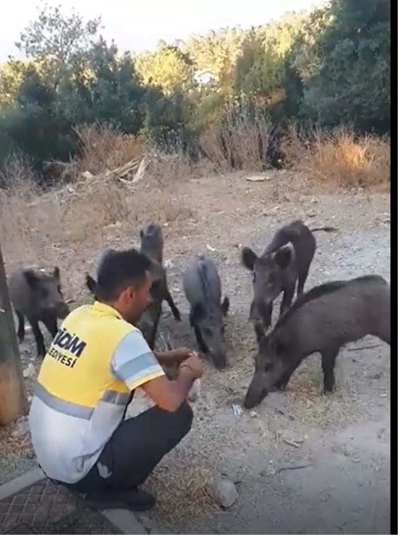 Belediye işçisi, yaban domuzlarını elleriyle besledi
