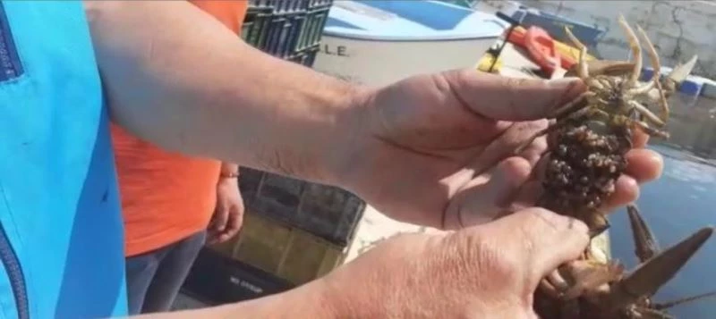 Isparta’da 500 kilogram canlı kerevit ele geçirildi
