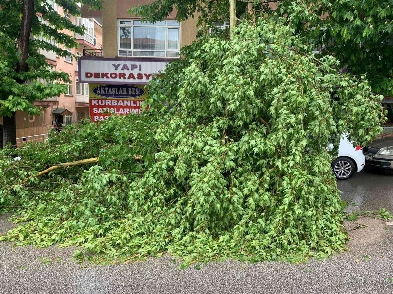 Fırtınada devrilen ağaç iki otomobilin üzerine düştü
