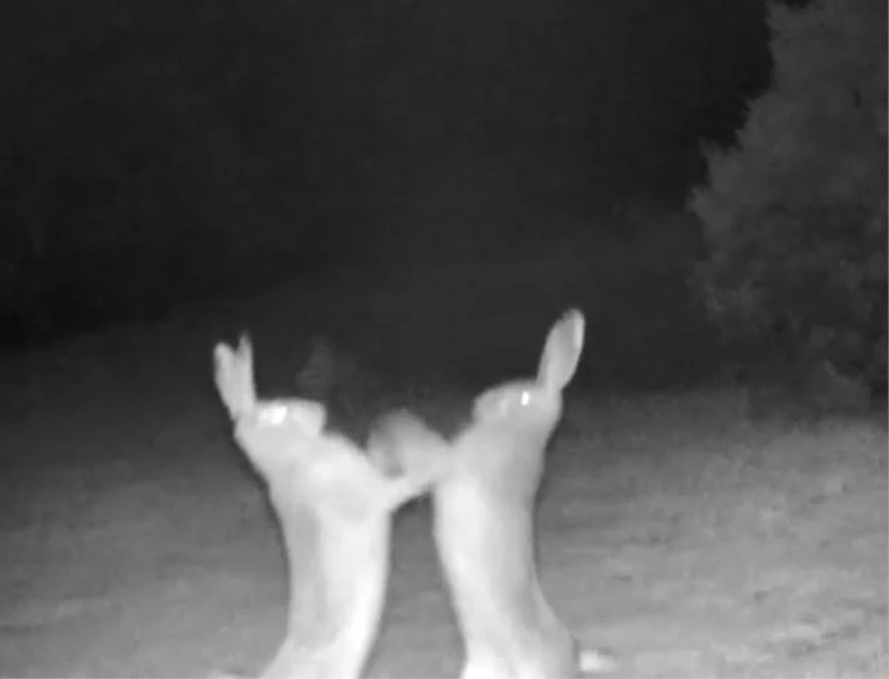 Artvin’de tavşanların tatlı sert kavgası fotokapana yakalandı
