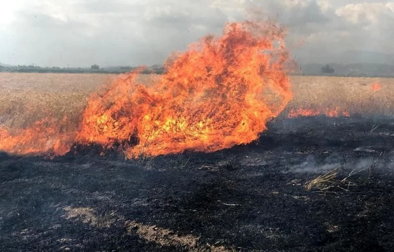 Buğday tarlası alev alev yandı, çiftçi mahsulü hasat ederek kurtarmaya çalıştı

