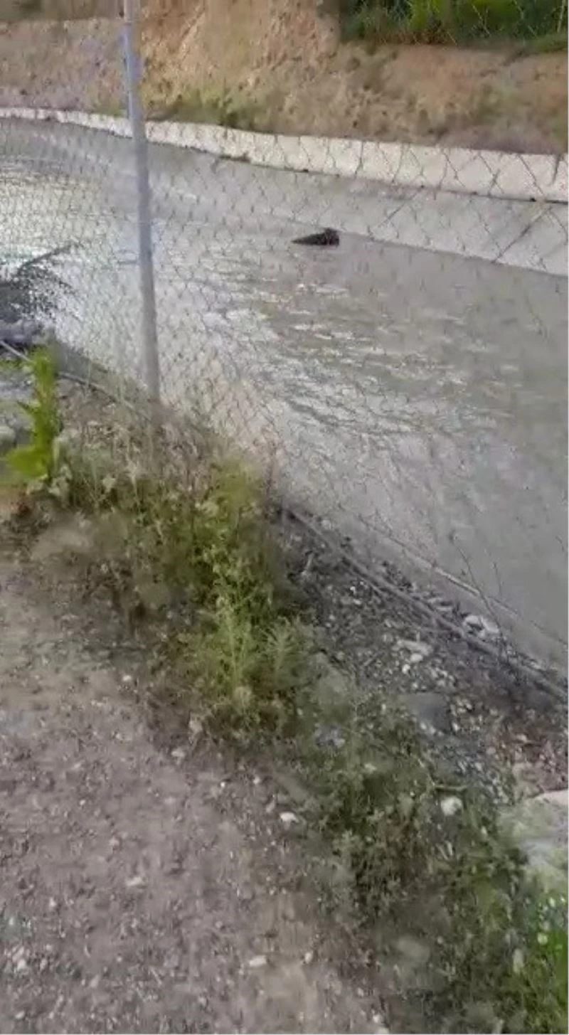 Bazı bölgelerine çit tel çekilmeyen su kanalı köylülerin korkulu rüyası oldu
