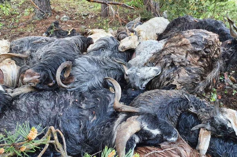 Keçi sürüsünün üzerine yaylada yıldırım düştü: 43 keçi telef oldu
