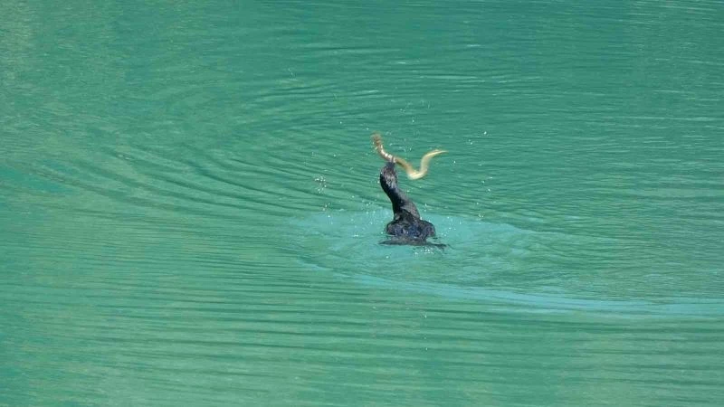 Manavgat Irmağı’nda balıkçıl ile yılan balığının mücadelesi
