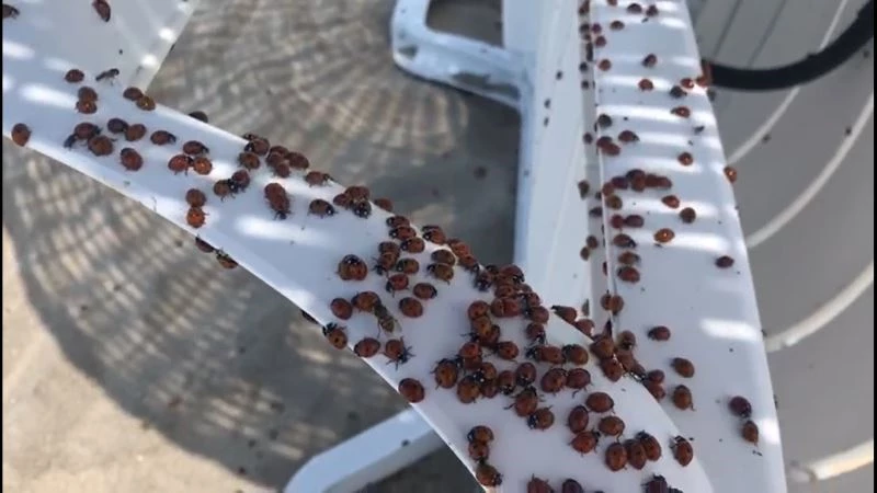 Enez’de uğur böceği istilası
