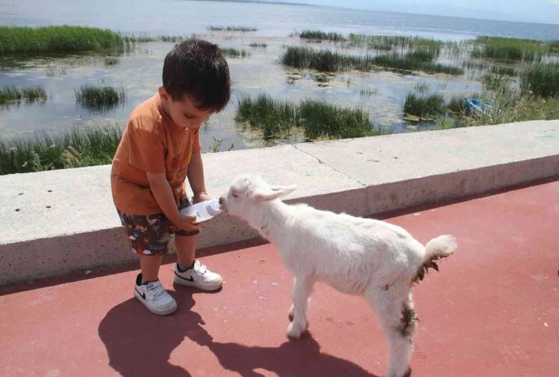 Ailesinin aldığı ’pamuk’ isimli oğlağı biberonla besliyor
