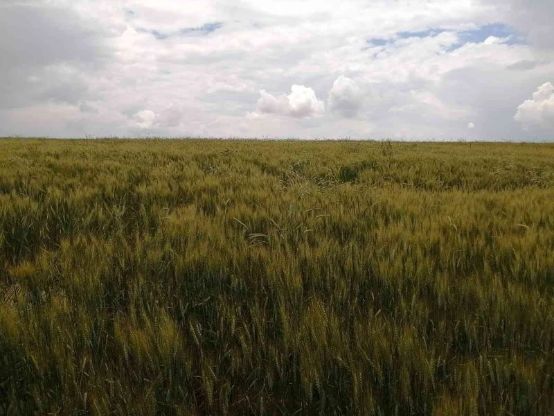 Süne ile mücadele devam ediyor
