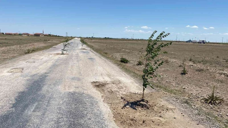 Bozuk yola dikkat çekmek için ağaç diktiler
