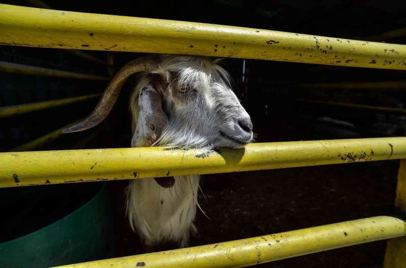 2 yıl sonra pandemisiz ilk Kurban Bayramı, satıcı ile alıcılar el sıkışarak pazarlık yapacak
