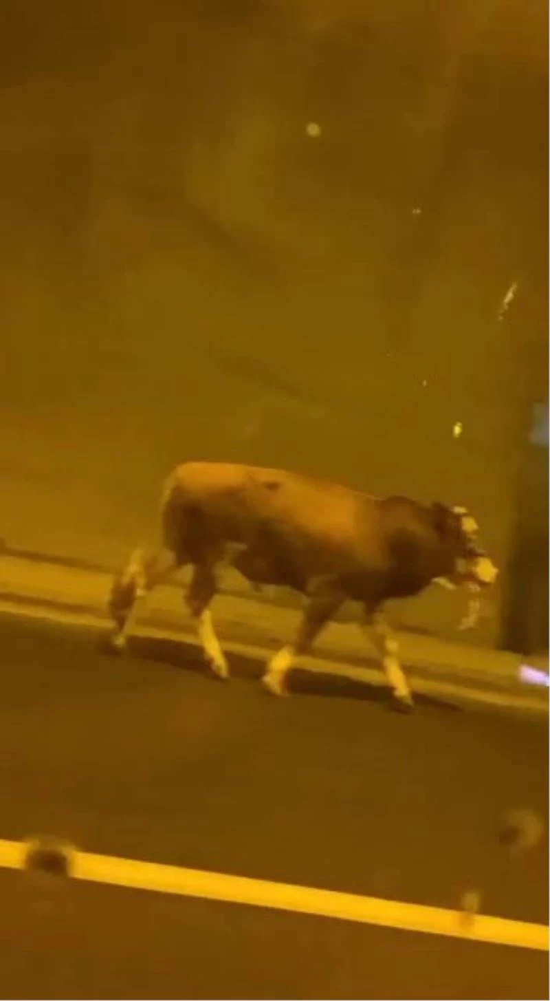 Sultangazi’de sahibinin elinden kaçan kurbanlık boğa tünele girdi
