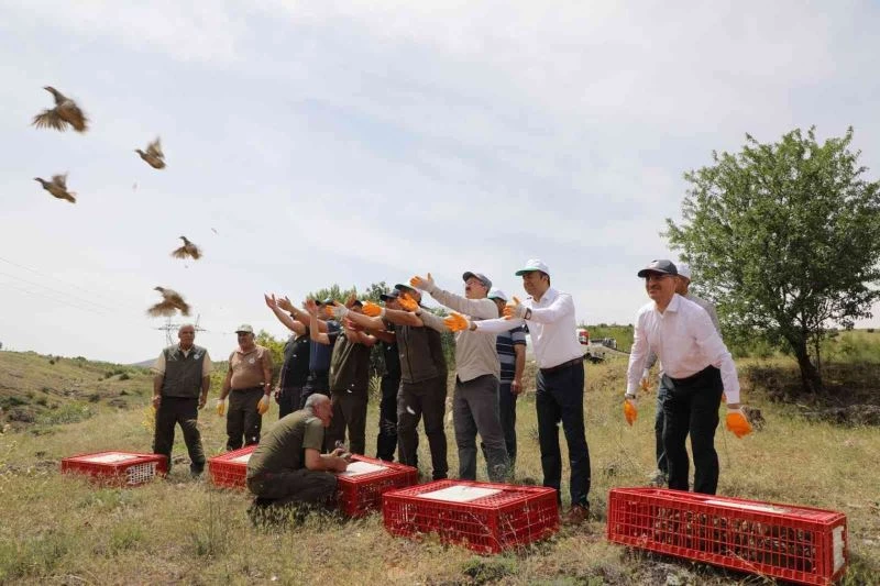 Keban’da 500 keklik doğaya salındı
