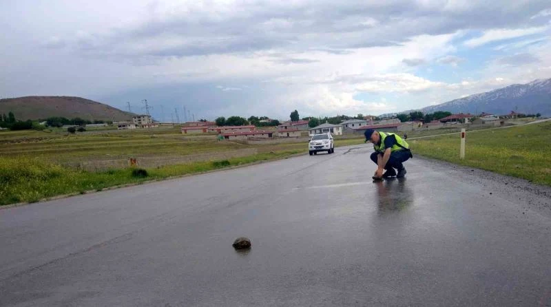 Jandarmanın kaplumbağa duyarlılığı
