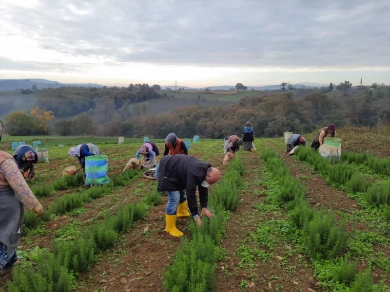 Sekapark A.Ş. organik tarıma geçiş sürecini başlattı
