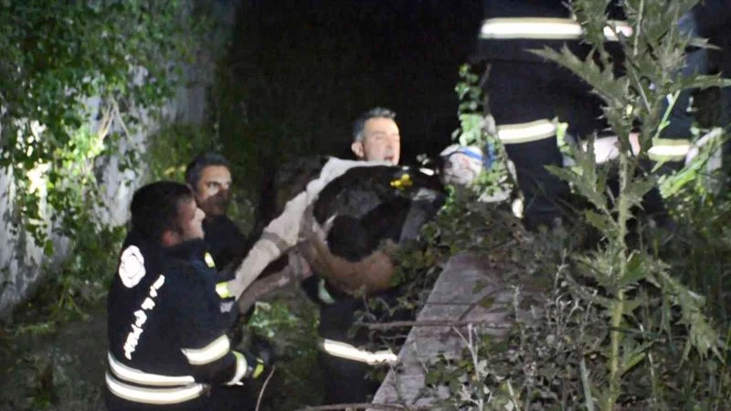 Ahıra girenlerden korkup dereye atlayan buzağılara itfaiyeden zorlu kurtarma
