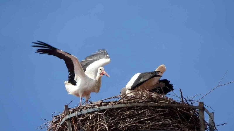 Okul 40 yıllık misafirleri leylekler için pilav günü düzenledi
