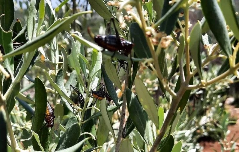 Karacasu’da zeytin ağaçlarını çekirgeler istila etti
