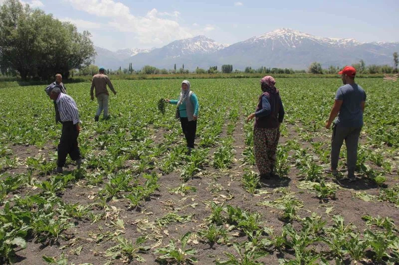 Pancar tarlalarına dadanan domuzlar çiftçiyi usandırdı