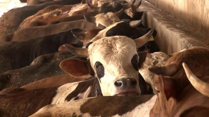 Hayvan üreticisinden kurbanlık alacak vatandaşlara uyarı: 