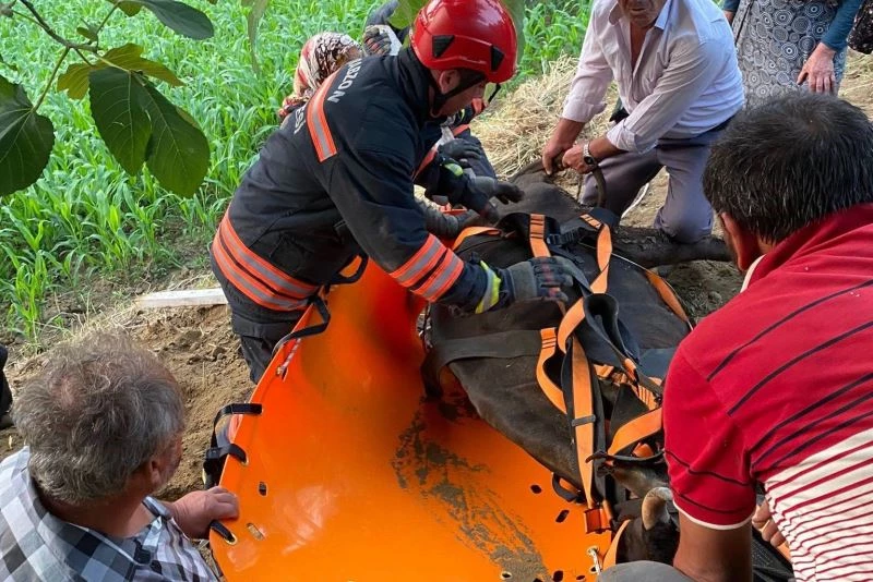 İtfaiyeden inek kurtarma operasyonu

