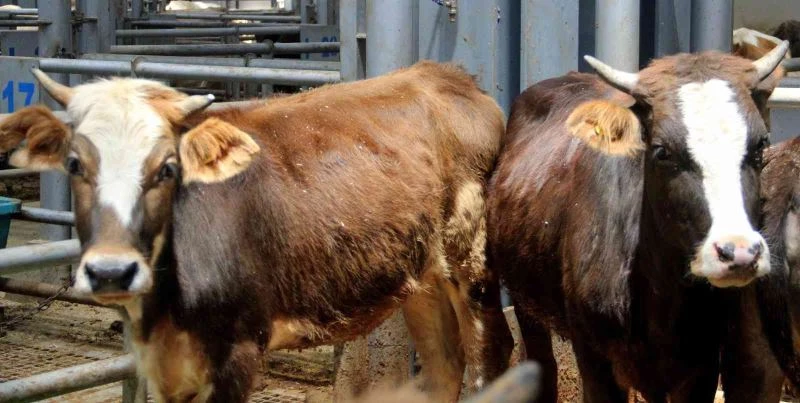 Kurban Bayramı öncesi satıcılar hayvan pazarında yerini aldı
