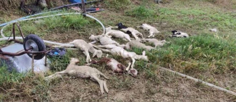 Ankara Haymana’da sel meydana geldi, hayvanlar telef oldu
