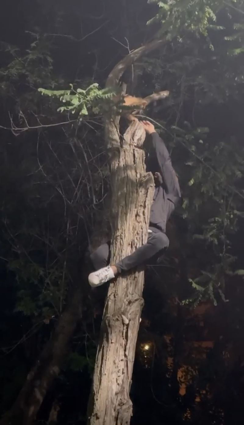 Nişantaşı’nda ağaçta mahsur kalan kediyi genç adam böyle kurtardı
