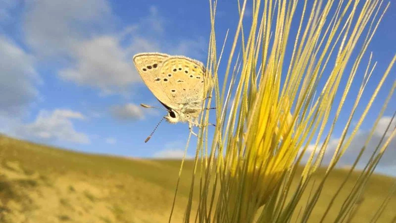 Sadece Van’da uçabilen 