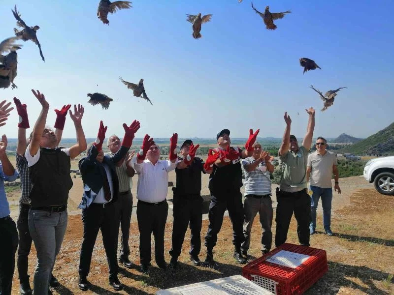 Kınalı keklikler doğaya salındı
