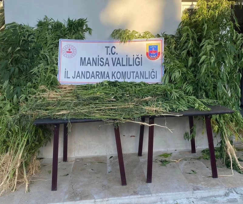 Alaşehir’de bin 812 kök kenevir ele geçirildi
