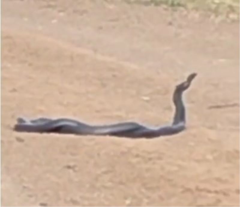 Bingöl’de yol üzerinde yılanların dansı görüntülendi
