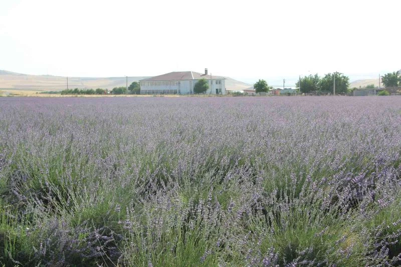 Bu ürünün geliri çok gideri yok
