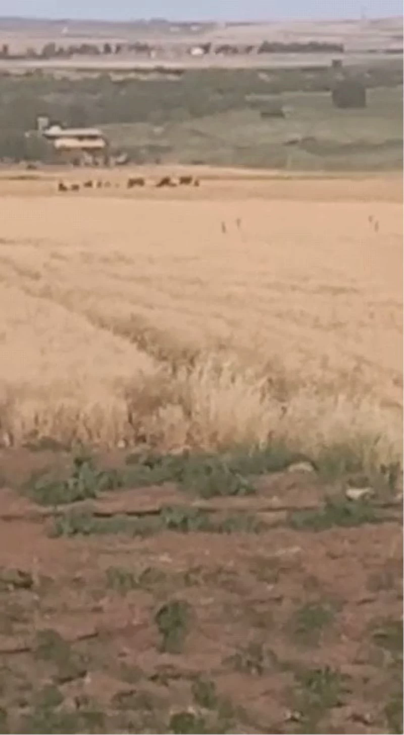 Çiftçiler ürünlerini domuzlardan korumak için silahla nöbet tutuyor
