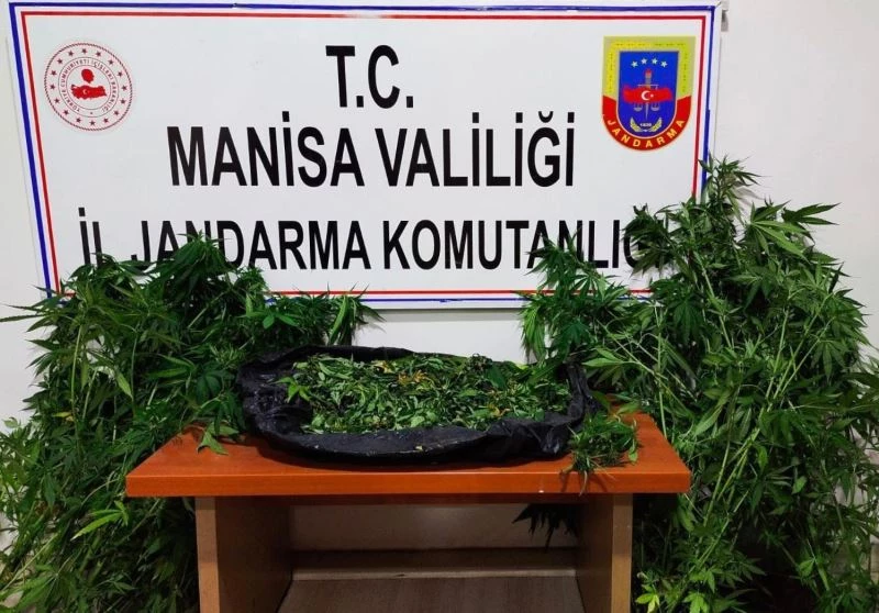 İkametinin bahçesinde kenevir evinde esrarla yakalandılar
