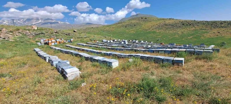 Süphan Dağı’nın eteklerinde organik bal üretimi
