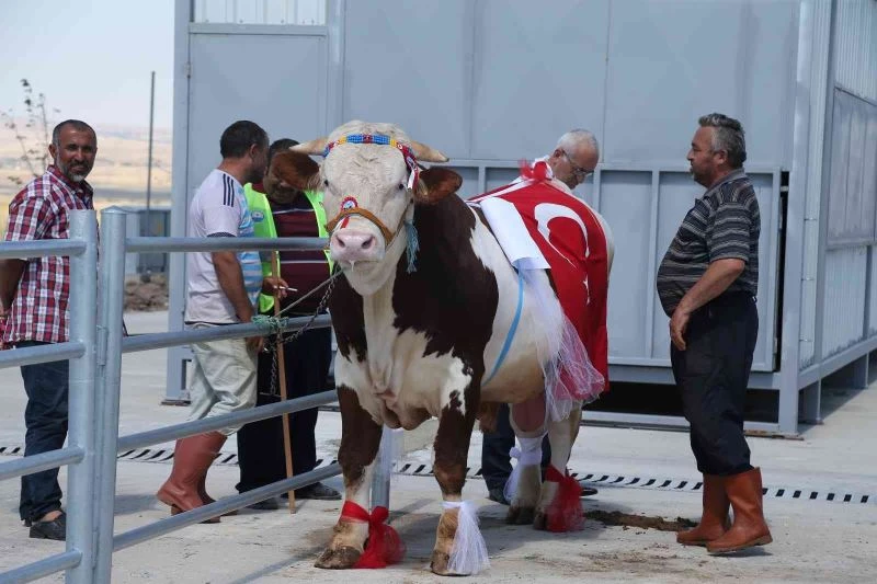 Gölbaşı’nın en güzel kurbanlıkları seçilecek
