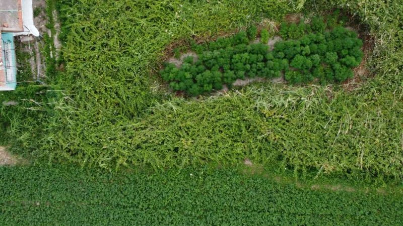 Bahçesine ektiği kenevirler dronla tespit edildi
