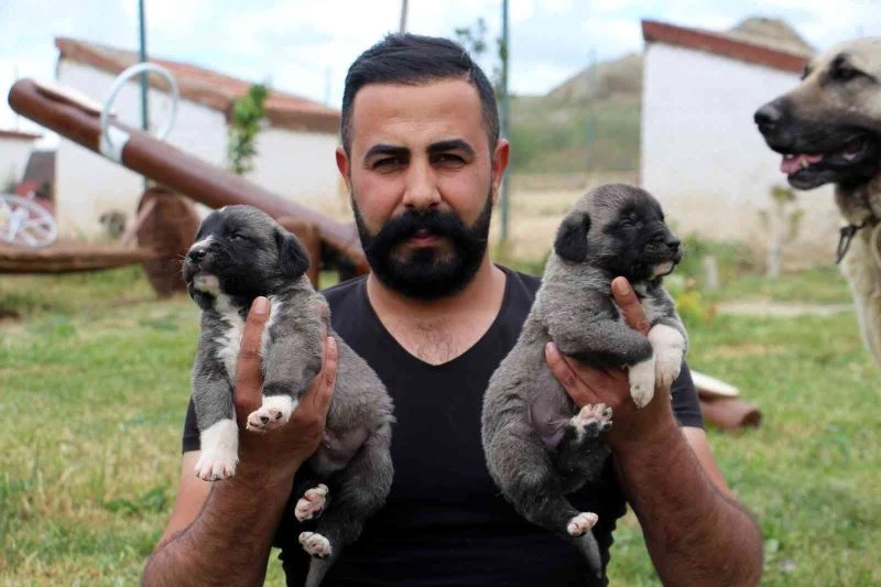 Uzman Kangal Yetiştiricisi uyardı: “Yavru Kangal alırken dikkat”
