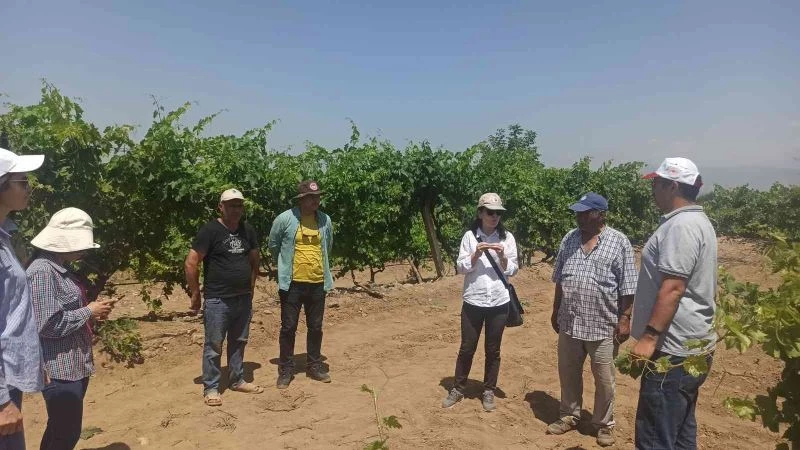 Salihli’de üzüm bağlarında unlu bitle mücadele eğitimi
