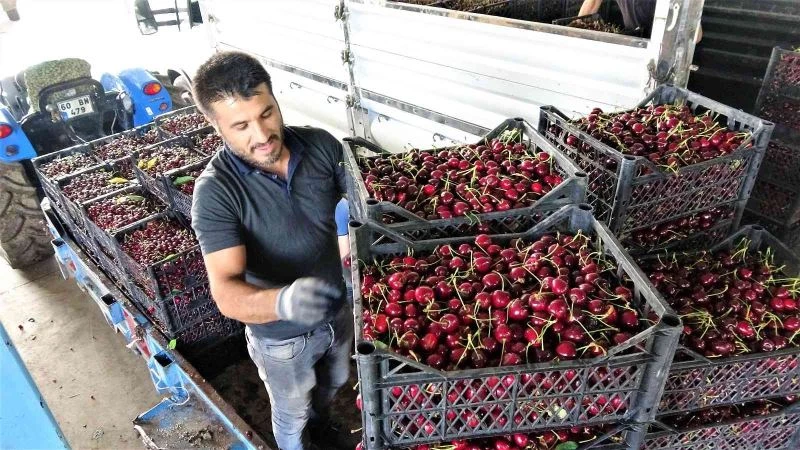 Tokat’ta ihraçlık kirazda yüzde 100 rekolte artışı
