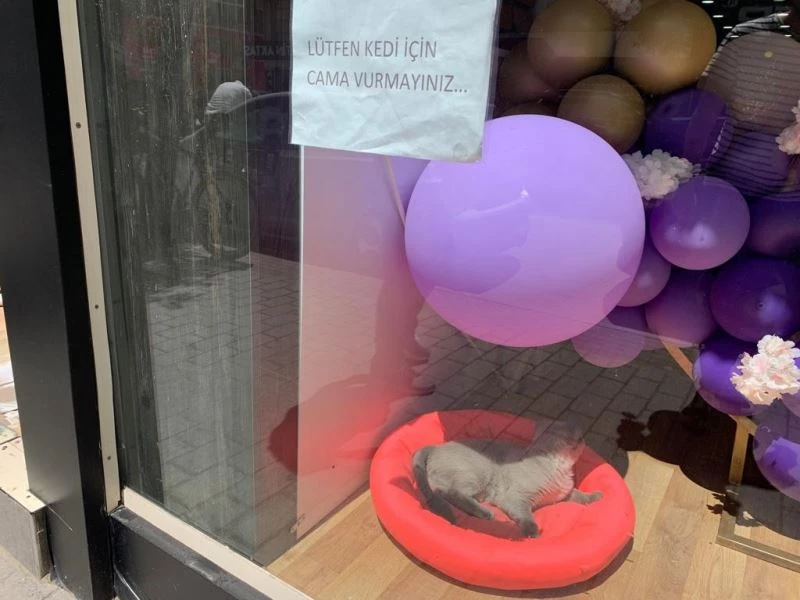 Kedisinin korkmaması adına çözümü yazı asmakta buldu
