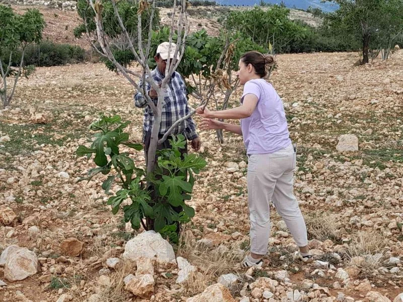 İncir ağaçlarında ’teke böceği’ alarmı
