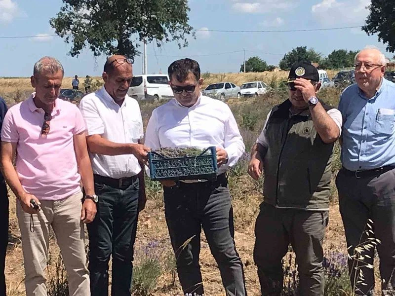 Uzunköprü’de ilk lavanta hasadı yapıldı
