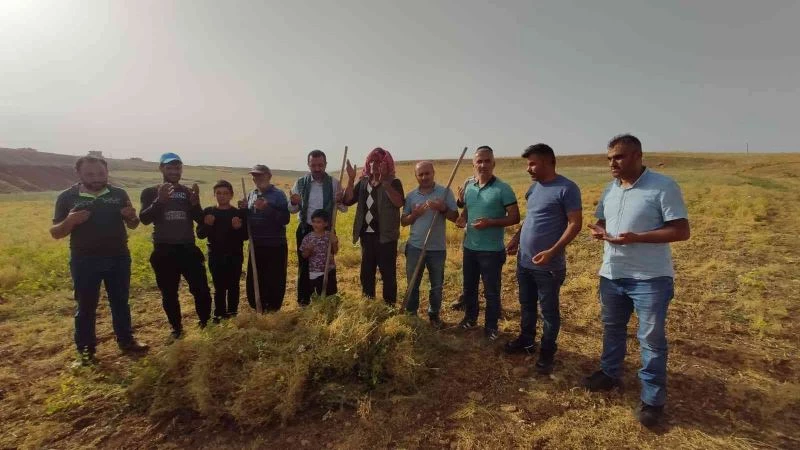 Siirt’te ilk hasat dualarla yapıldı, çiftçi bu yıl umduğunu buldu
