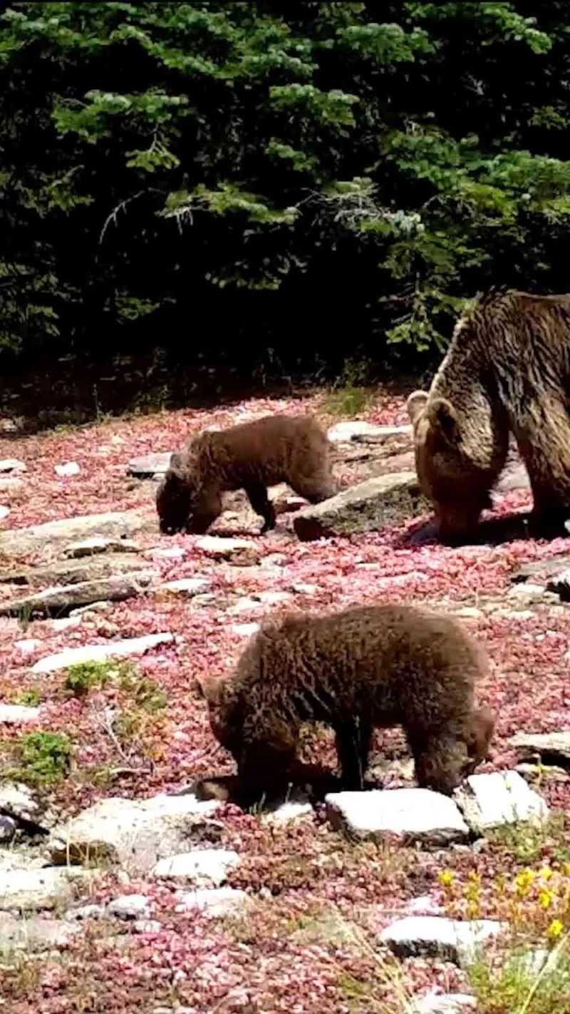 Uludağ’ın yaban hayatı fotokapanda
