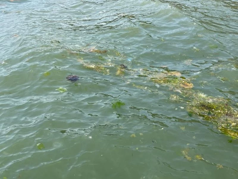 Zehirli denizanaları Gemlik kıyılarında görüldü
