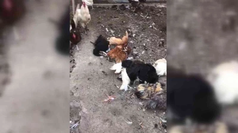 Başıboş sokak köpekleri bu kez tavukları hedef aldı
