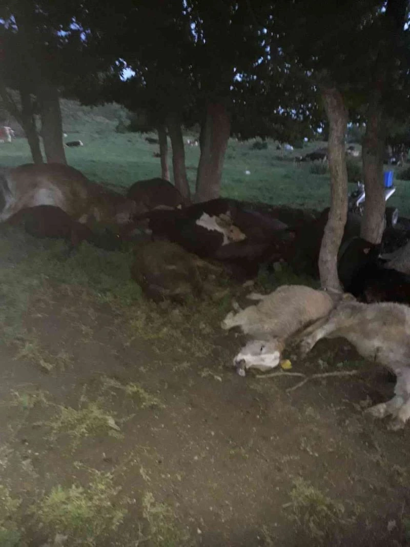 Hayvan sürüsünün üzerine yıldırım düştü, 17 büyükbaş telef oldu

