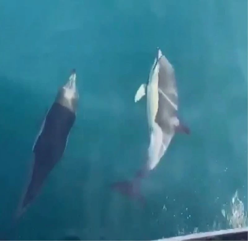 Balıkçıların sevimli ortakları
