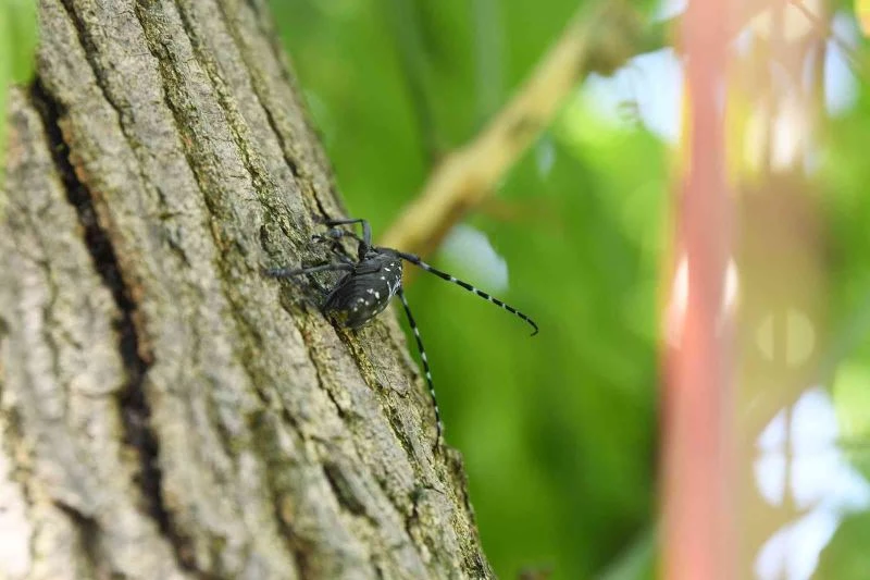 Esenyurt Belediyesi teke böceğine karşı çalışmalarını sürdürüyor

